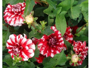 Фото цветов георгины