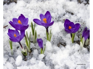 Фото цветы на снегу