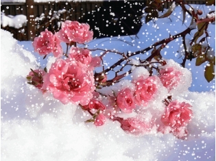 Фото цветы на снегу