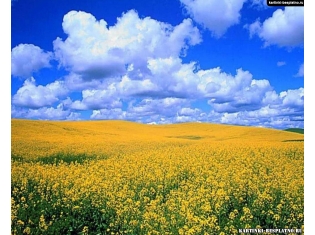 Украинские цветы картинки