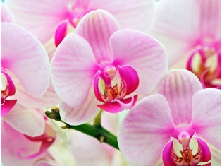 Цветы орхидеи картинки