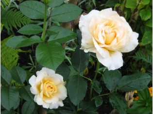 Цветы розы чайные фото
