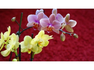 Картинки цветы орхидеи красивые