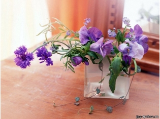 Домашний цветы фото