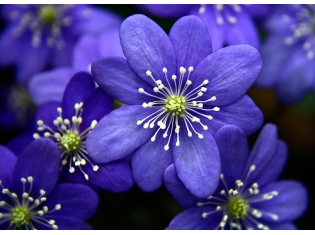 Синие цветы картинки