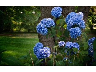 Синие цветы картинки