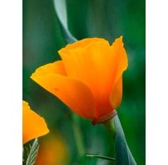 Оранжевый цветок картинки