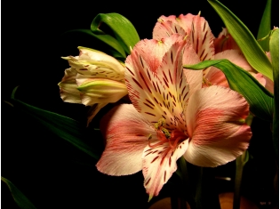 Альстромерия цветок фото