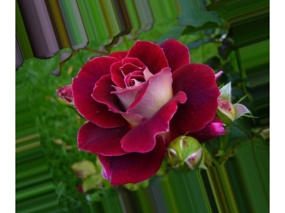 Красивые картинки цветов розы