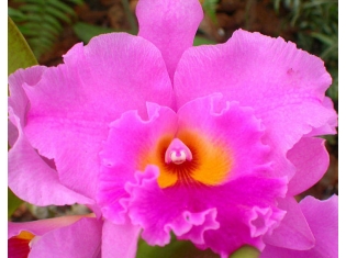 Картинки цветов орхидеи