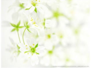 Цветок с белыми цветами фото