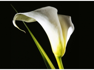 Цветок с белыми цветами фото