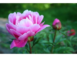 Розовый цветок фото