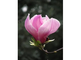 Розовый цветок фото