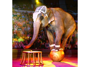 Цирк животные фото