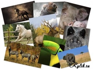 Скачать картинки про животных бесплатно