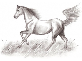 Картинки животных лошадей