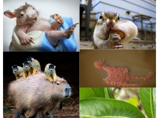 Фото странных животных мира