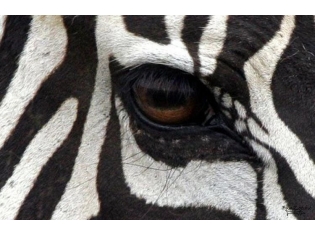 Картинки глаза животных