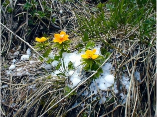 Фото природы весна
