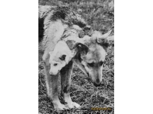 Чернобыль фото мутантов людей и животных