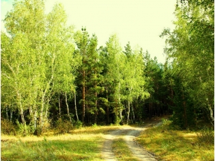 Фото природа лес