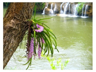 Как растут орхидеи в природе фото