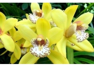 Как растут орхидеи в природе фото