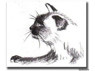 Картинки животных карандашом для срисовки