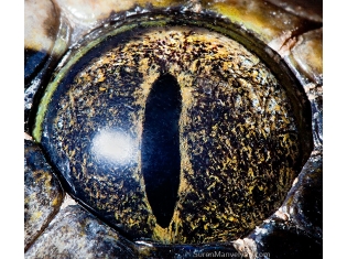 Глаза животных фото