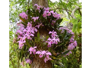Орхидеи в дикой природе фото