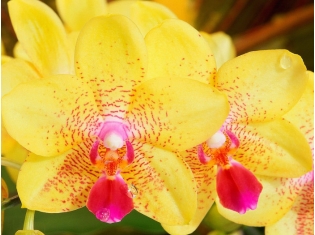Орхидеи в дикой природе фото