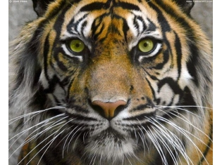Картинки животных тигров