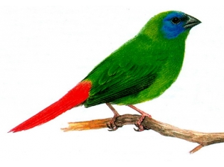 Картинки птиц животных