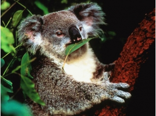 Животные австралии картинки