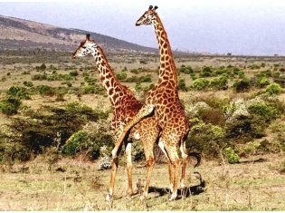 Животные ЮАР