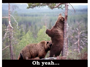 Прикольные картинки с медведями