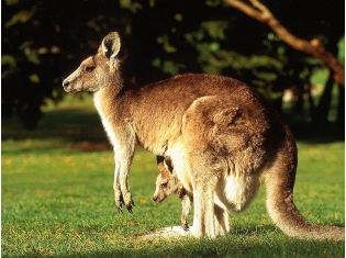 Животные Сиднея