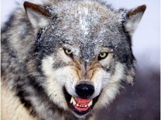 Волк фото животное