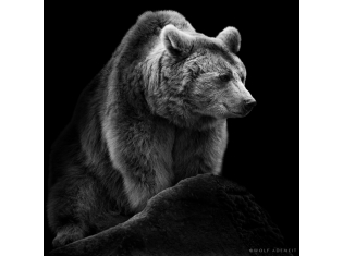 Черно белые картинки животных