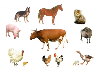 Картинки домашних животных