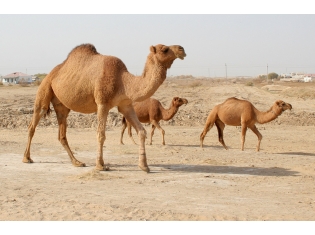 Животные пустыни фото