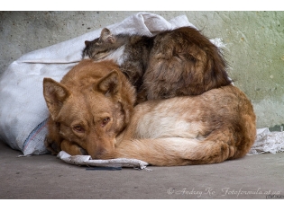 Бездомные животные фото