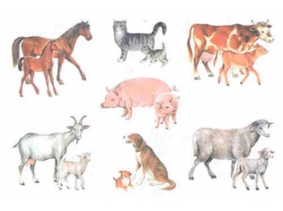 Картинки домашних животных для детей