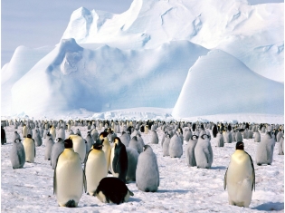 Животные Антарктиды фото