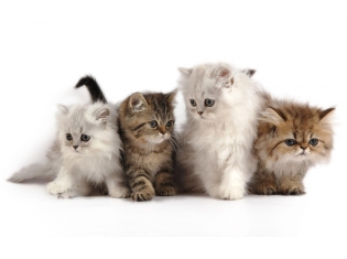 Картинки животных кошек
