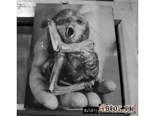 Чернобыль животные мутанты фото