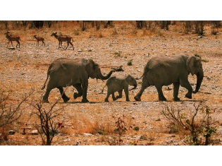 Животные Африки фото