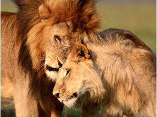 Фото львов животных