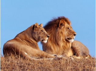 Фото львов животных